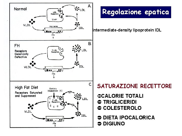 Regolazione epatica intermediate-density lipoprotein IDL SATURAZIONE RECETTORE CALORIE TOTALI TRIGLICERIDI COLESTEROLO DIETA IPOCALORICA DIGIUNO