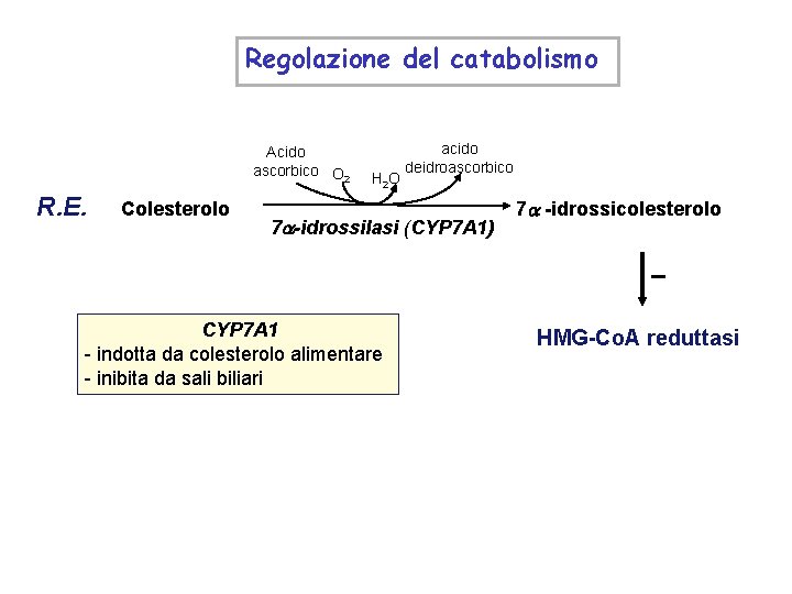 Regolazione del catabolismo: Acido ascorbico O 2 R. E. Colesterolo H 2 O acido