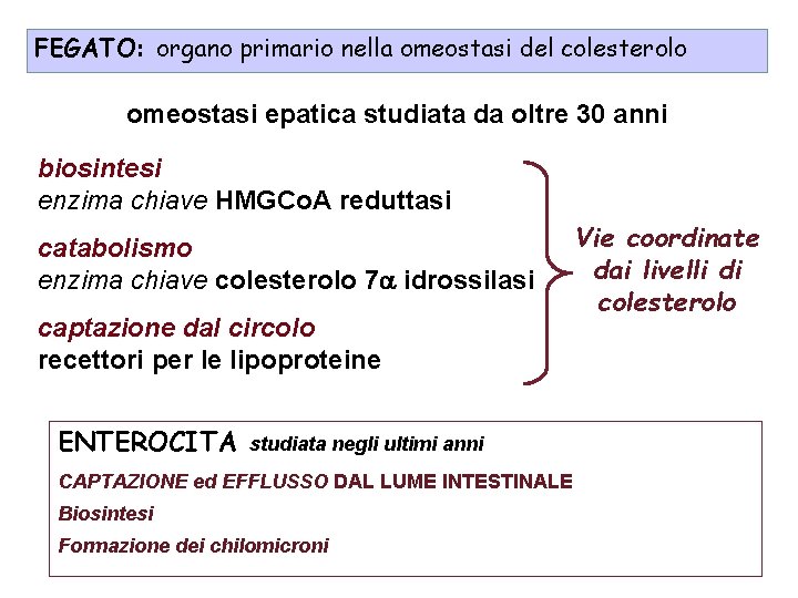 FEGATO: organo primario nella omeostasi del colesterolo omeostasi epatica studiata da oltre 30 anni