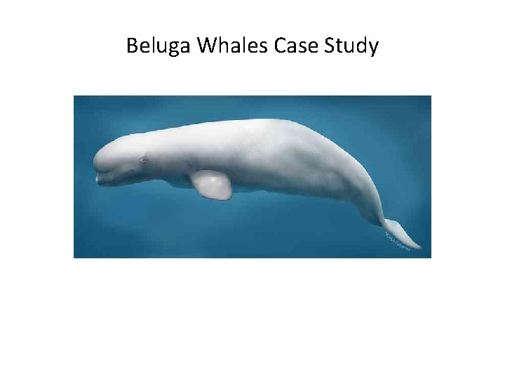 Beluga Whales Case Study 