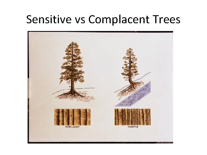 Sensitive vs Complacent Trees 