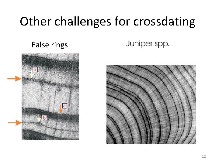 Other challenges for crossdating False rings 12 