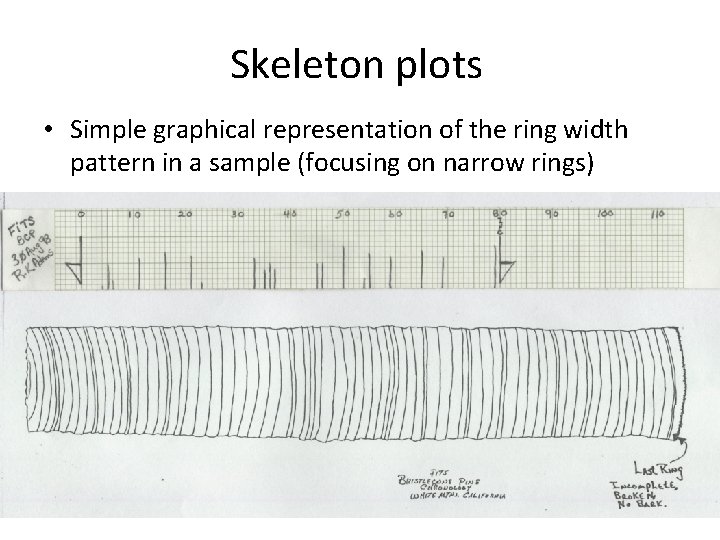 Skeleton plots • Simple graphical representation of the ring width pattern in a sample