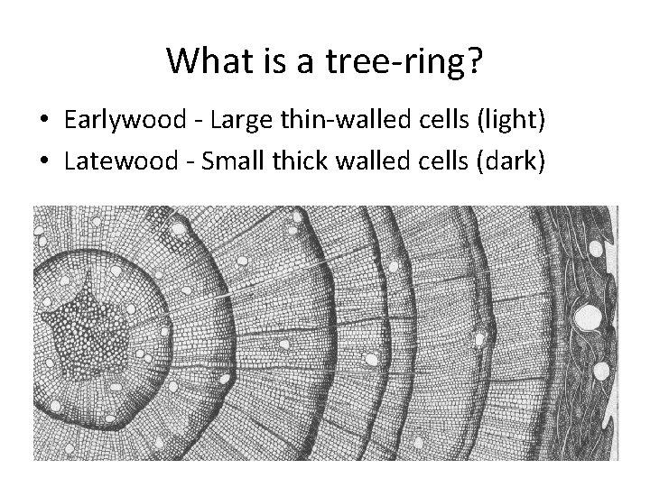 What is a tree-ring? • Earlywood - Large thin-walled cells (light) • Latewood -