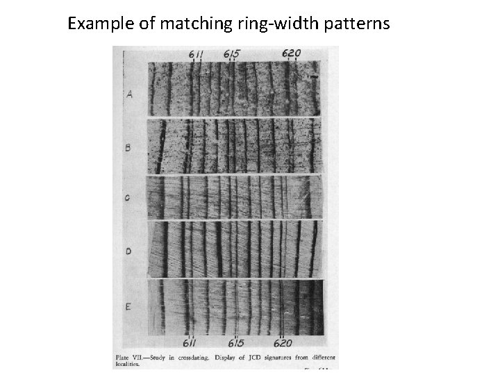 Example of matching ring-width patterns 