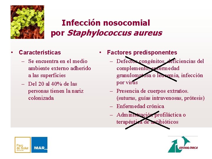 Infección nosocomial por Staphylococcus aureus • Características – Se encuentra en el medio ambiente