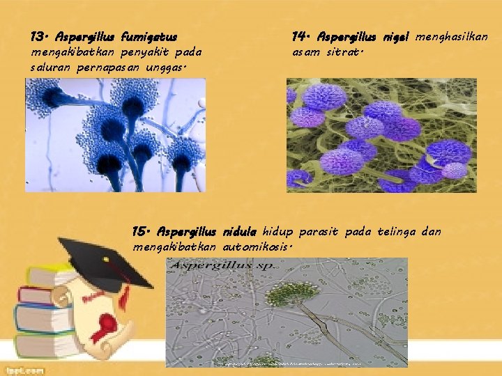 13. Aspergillus fumigatus mengakibatkan penyakit pada saluran pernapasan unggas. 14. Aspergillus nigel menghasilkan asam