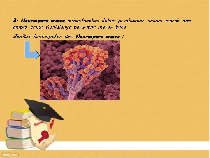 3. Neurospora crassa dimanfaatkan dalam pembuatan oncom merah dari ampas tahu. Konidianya berwarna merah