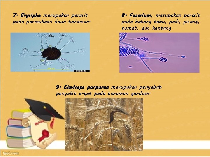 7. Erysiphe merupakan parasit pada permukaan daun tanaman. 8. Fusarium, merupakan parasit pada batang