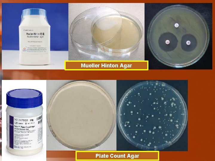 Mueller Hinton Agar Plate Count Agar 