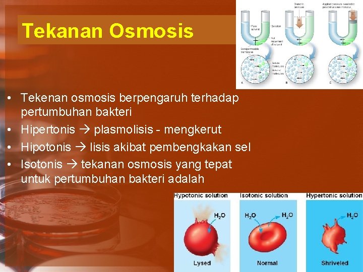 Tekanan Osmosis • Tekenan osmosis berpengaruh terhadap pertumbuhan bakteri • Hipertonis plasmolisis - mengkerut