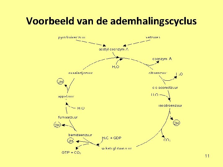 Voorbeeld van de ademhalingscyclus 11 