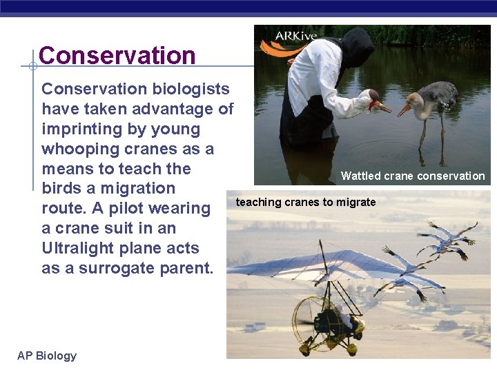 Conservation biologists have taken advantage of imprinting by young whooping cranes as a means