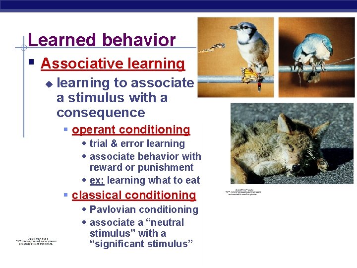 Learned behavior § Associative learning u learning to associate a stimulus with a consequence