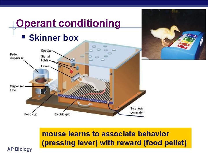 Operant conditioning § Skinner box AP Biology mouse learns to associate behavior (pressing lever)