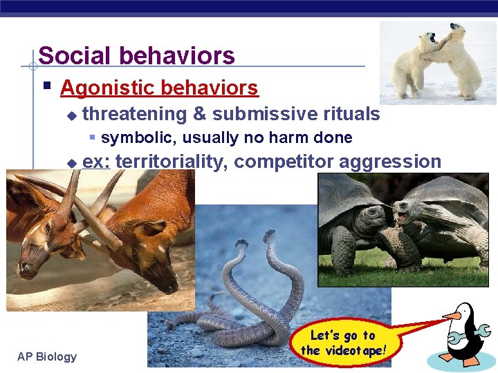 Social behaviors § Agonistic behaviors u threatening & submissive rituals § symbolic, usually no