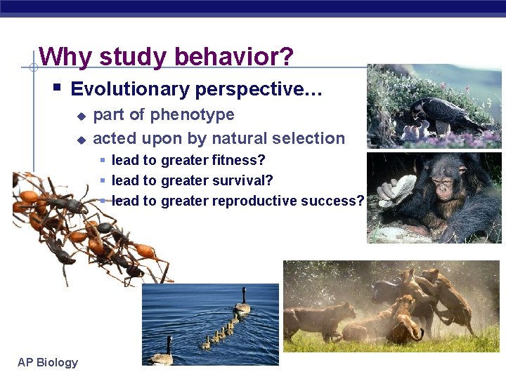 Why study behavior? § Evolutionary perspective… u u part of phenotype acted upon by