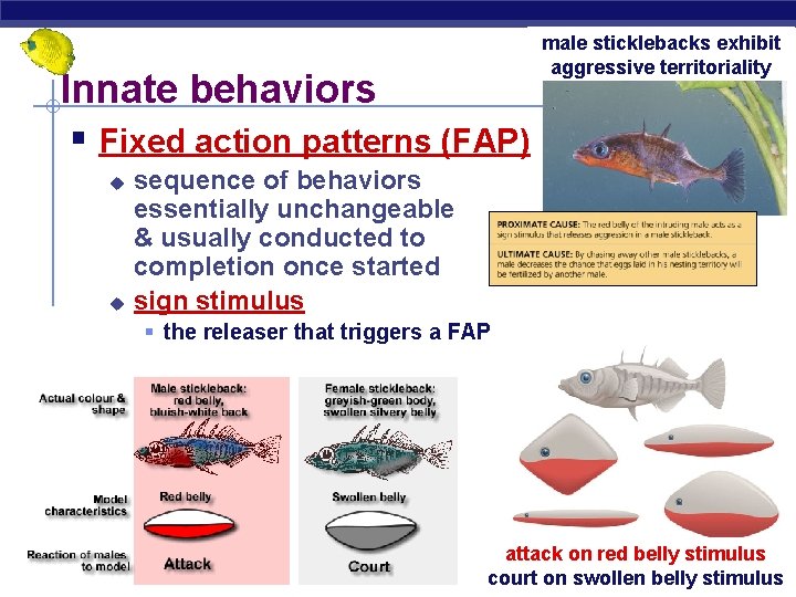 Innate behaviors § Fixed action patterns (FAP) u u male sticklebacks exhibit aggressive territoriality