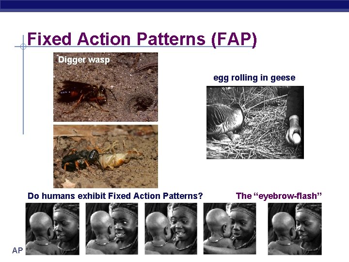 Fixed Action Patterns (FAP) Digger wasp egg rolling in geese Do humans exhibit Fixed