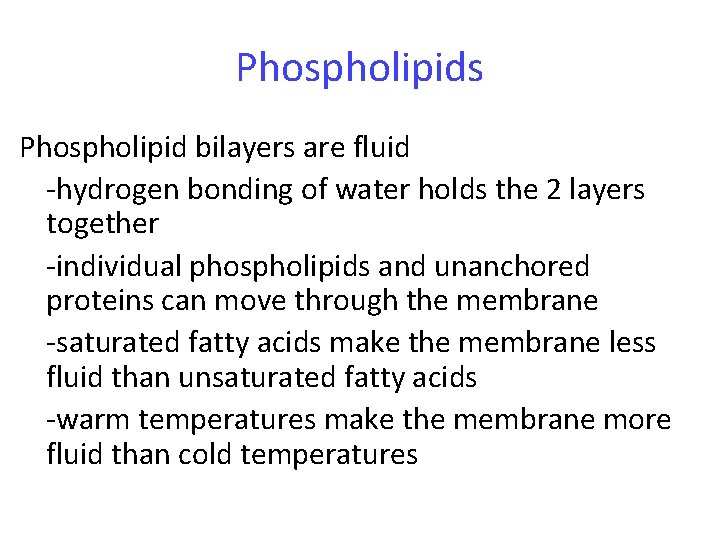 Phospholipids Phospholipid bilayers are fluid -hydrogen bonding of water holds the 2 layers together