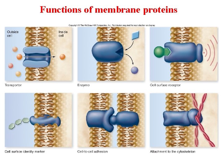 Functions of membrane proteins 