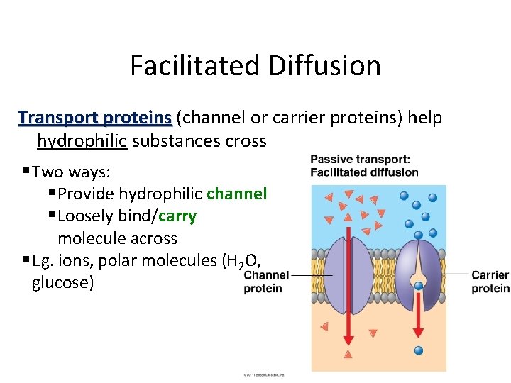 Facilitated Diffusion Transport proteins (channel or carrier proteins) help hydrophilic substances cross § Two