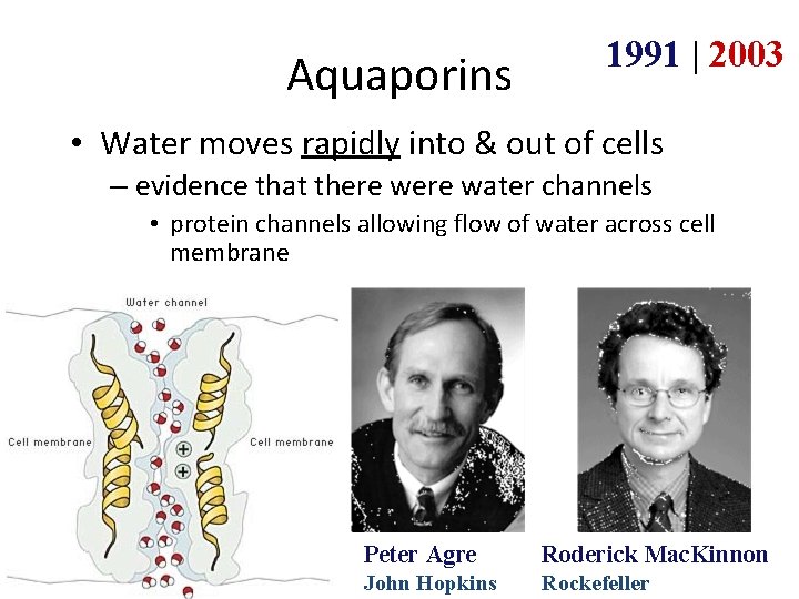 Aquaporins 1991 | 2003 • Water moves rapidly into & out of cells –
