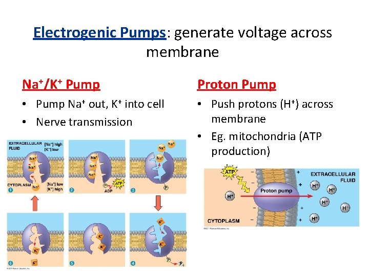 Electrogenic Pumps: generate voltage across membrane Na+/K+ Pump Proton Pump • Pump Na+ out,