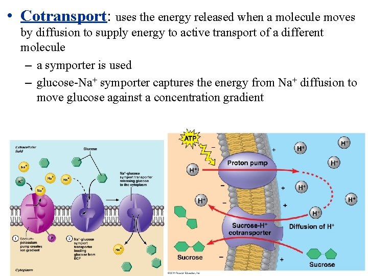  • Cotransport: uses the energy released when a molecule moves by diffusion to