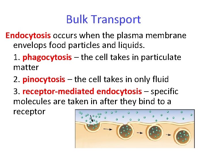 Bulk Transport Endocytosis occurs when the plasma membrane envelops food particles and liquids. 1.