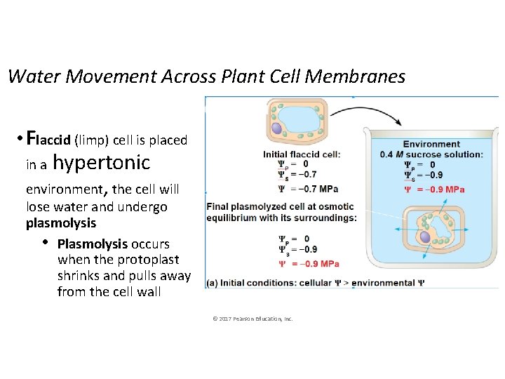 Water Movement Across Plant Cell Membranes • Flaccid (limp) cell is placed hypertonic environment,