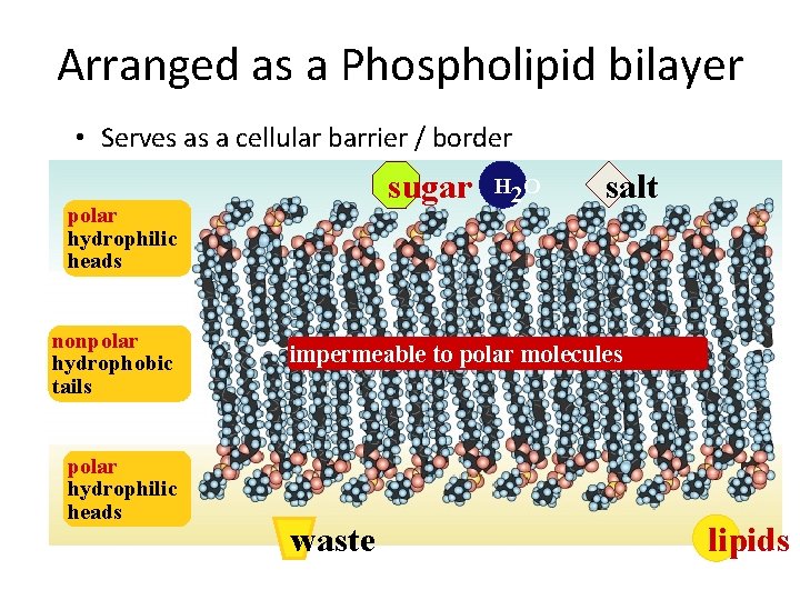 Arranged as a Phospholipid bilayer • Serves as a cellular barrier / border sugar