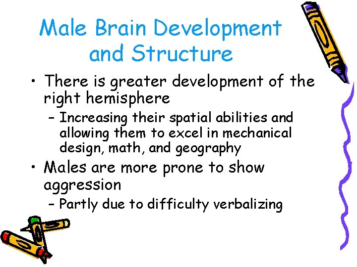 Male Brain Development and Structure • There is greater development of the right hemisphere