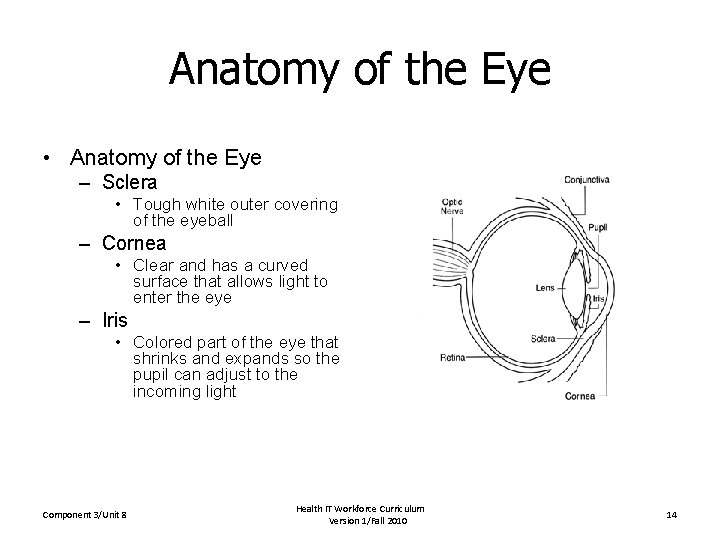 Anatomy of the Eye • Anatomy of the Eye – Sclera • Tough white
