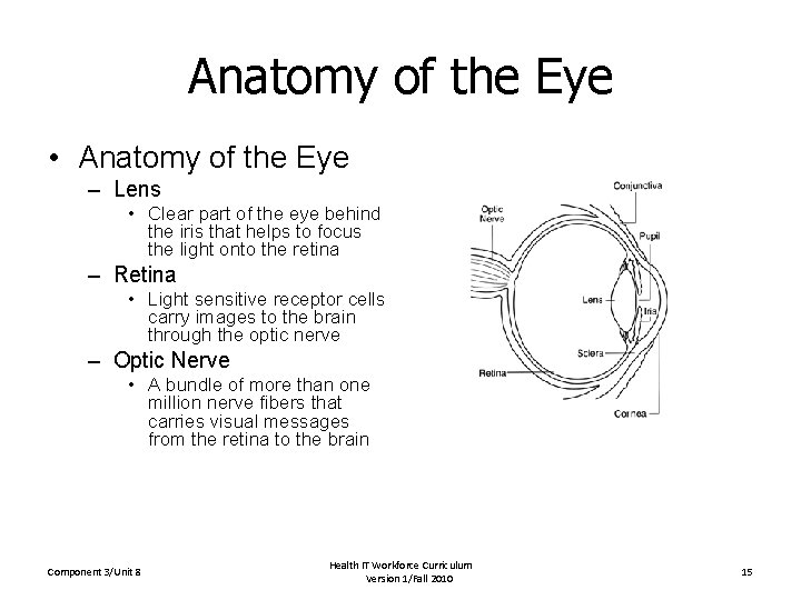 Anatomy of the Eye • Anatomy of the Eye – Lens • Clear part