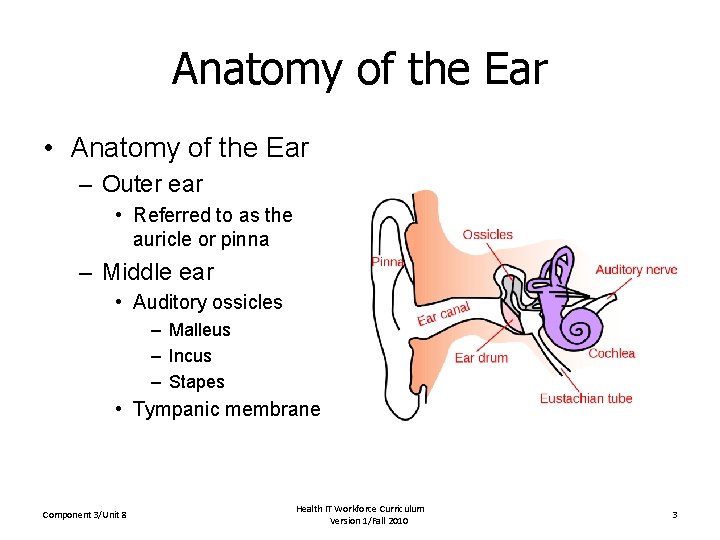 Anatomy of the Ear • Anatomy of the Ear – Outer ear • Referred