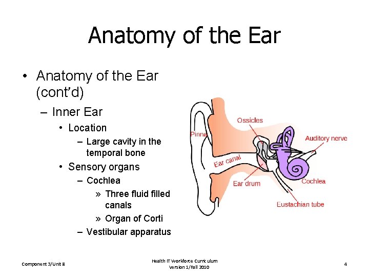 Anatomy of the Ear • Anatomy of the Ear (cont’d) – Inner Ear • Anatomy of the Ear • Anatomy of the Ear (cont’d) – Inner Ear •