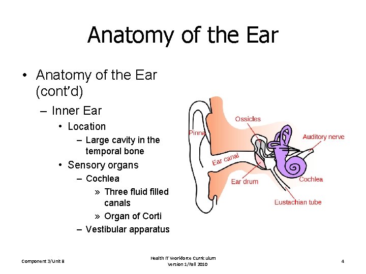 Anatomy of the Ear • Anatomy of the Ear (cont’d) – Inner Ear •