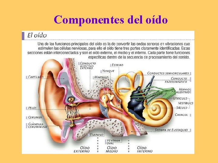 Componentes del oído 
