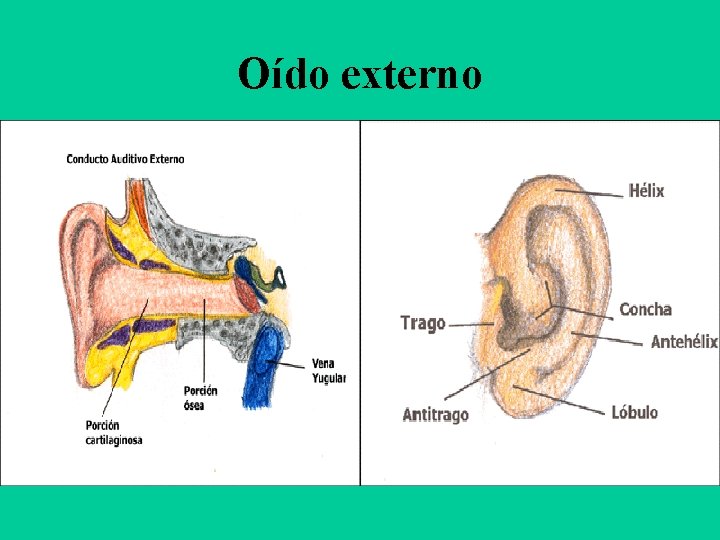 Oído externo 