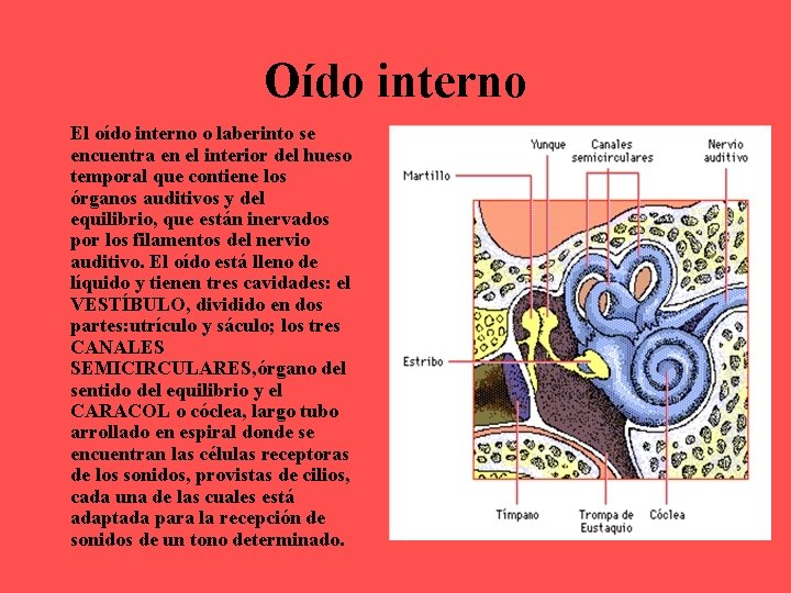 Oído interno El oído interno o laberinto se encuentra en el interior del hueso