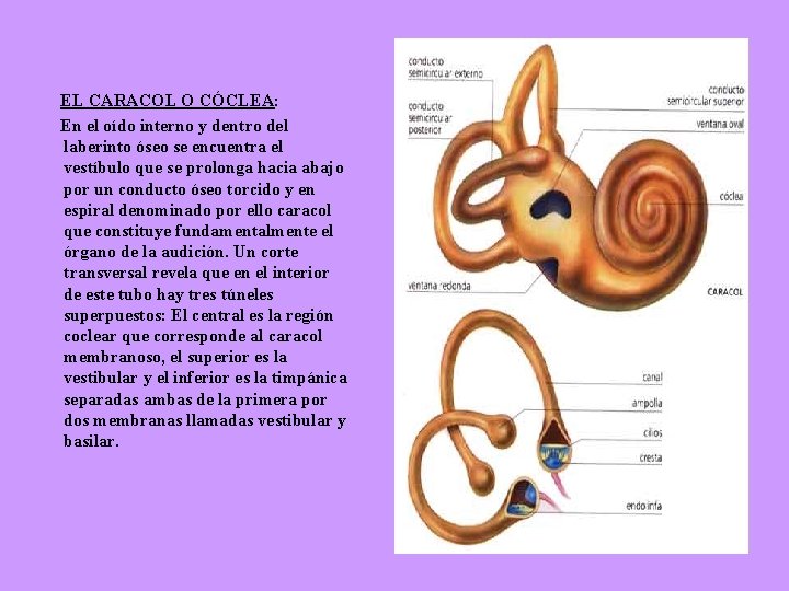  EL CARACOL O CÓCLEA: En el oído interno y dentro del laberinto óseo