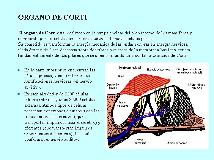 ÓRGANO DE CORTI El órgano de Corti esta localizado en la rampa coclear del