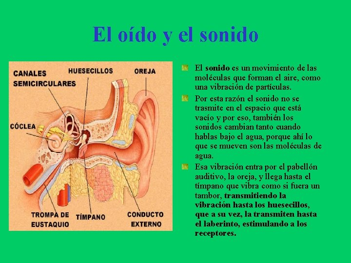 El oído y el sonido El sonido es un movimiento de las moléculas que