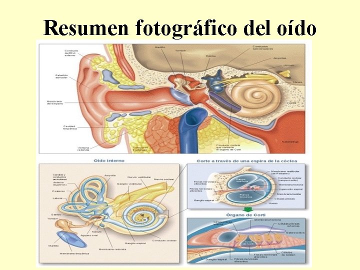 Resumen fotográfico del oído 