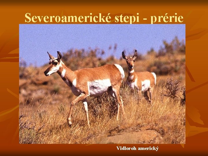 Severoamerické stepi - prérie Vidloroh americký 