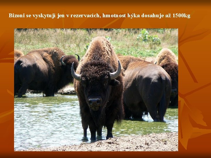 Bizoni se vyskytují jen v rezervacích, hmotnost býka dosahuje až 1500 kg 
