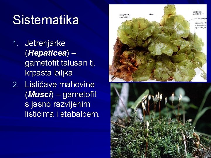 Sistematika 1. Jetrenjarke (Hepaticea) – gametofit talusan tj. krpasta biljka 2. Listićave mahovine (Musci)