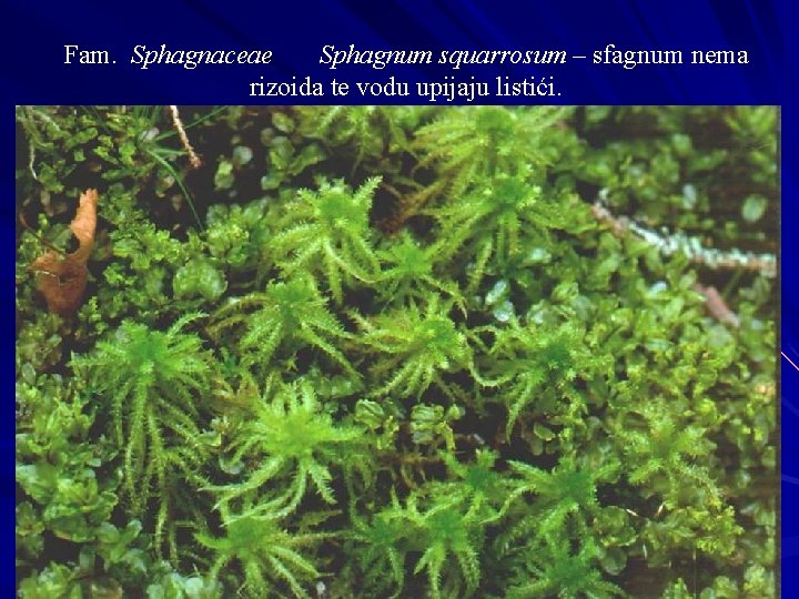 Fam. Sphagnaceae Sphagnum squarrosum – sfagnum nema rizoida te vodu upijaju listići. 