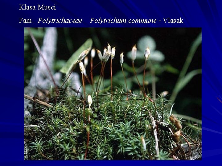 Klasa Musci Fam. Polytrichaceae Polytrichum commune - Vlasak 